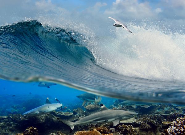 موج سواری موج اقیانوس مرغ دریایی سفید در حال پرواز در بالا و چهار کوسه صخره ای در زیر آب بر فراز مرجان ها