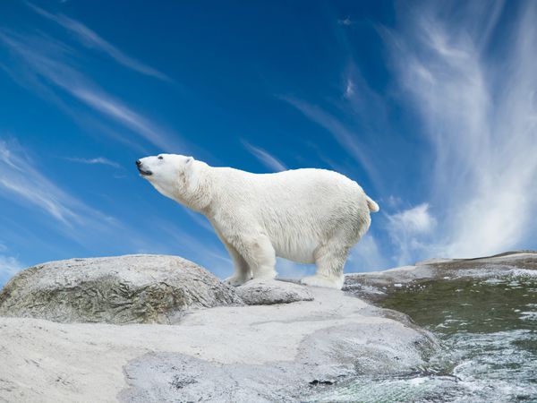 خرس قطبی روی صخره های نزدیک حوض ایستاده است