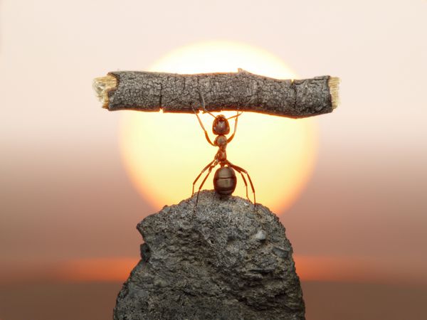 مجسمه کار تمدن مورچه ها به دلیل کار کردن 150 میلیون سال زندگی می کند