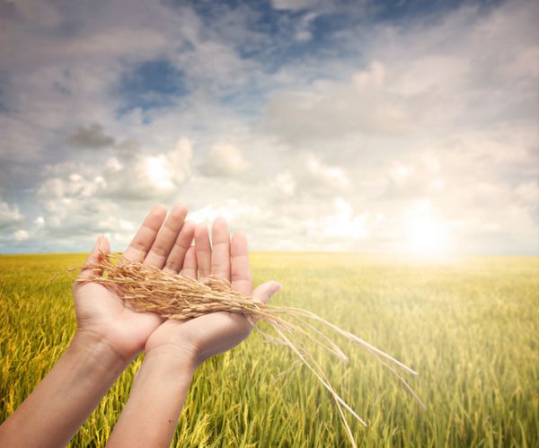 دستی که برنج برداشت شده را در مزرعه صبح زود در دست دارد