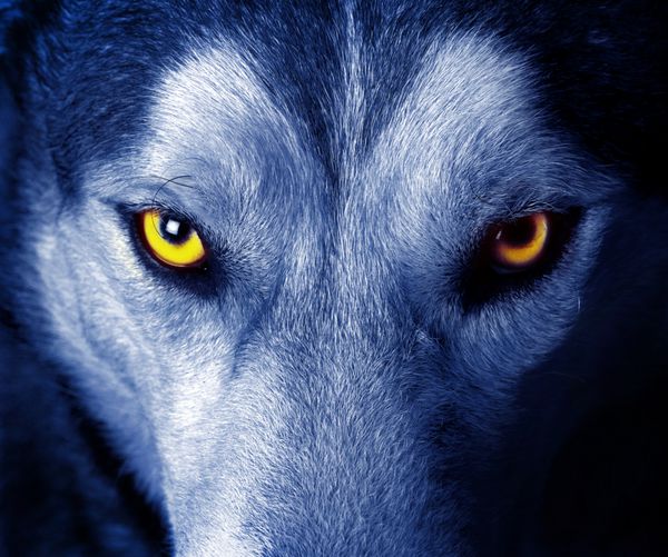 چشمان زیبای یک گرگ وحشی