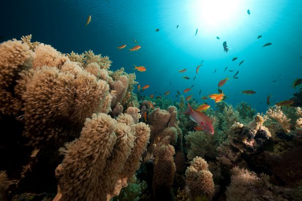 مرجان شقایق و حیات زیر آب گرمسیری در دریای سرخ