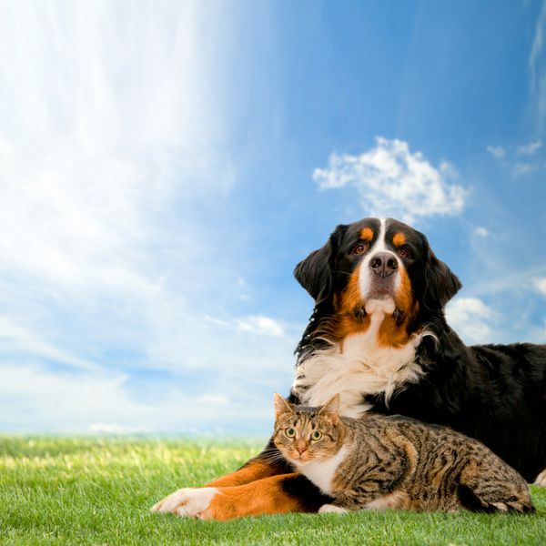 سگ و گربه با هم روی چمن روز آفتابی بهار و آسمان آبی