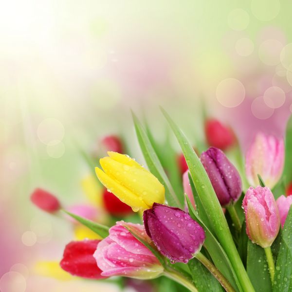 گل های لاله های رنگارنگ تازه بهاری با قطرات شبنم