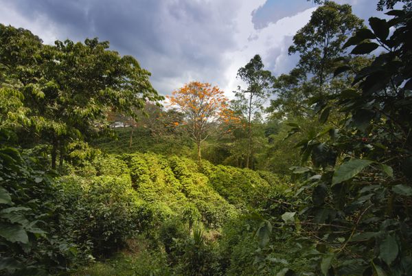 مزرعه قهوه در منطقه نارانجو کاستاریکا