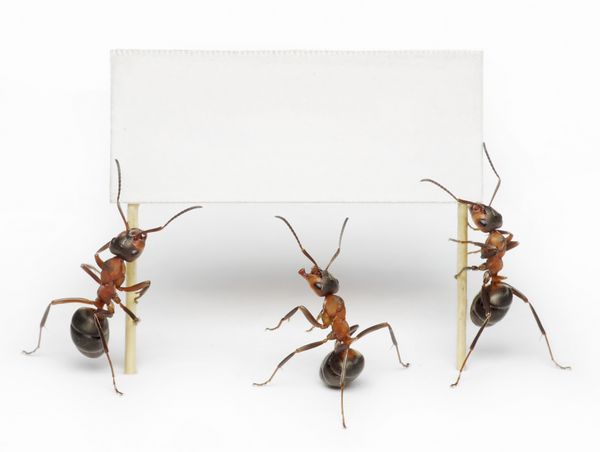 تیمی از مورچه ها که بیلبوردهای خالی پلاکارد پیام یا تبلیغات را در دست دارند