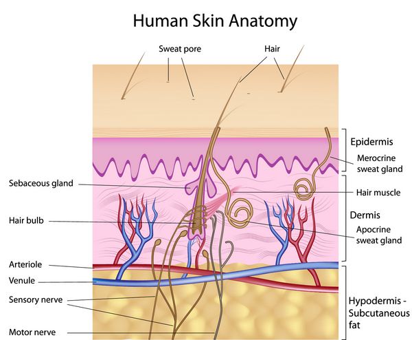 سطح مقطع پوست انسان با برچسب
