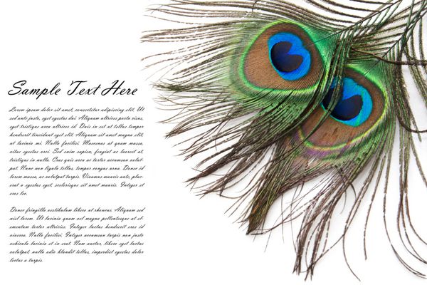 پر طاووس زیبا با فضای کپی برای متن