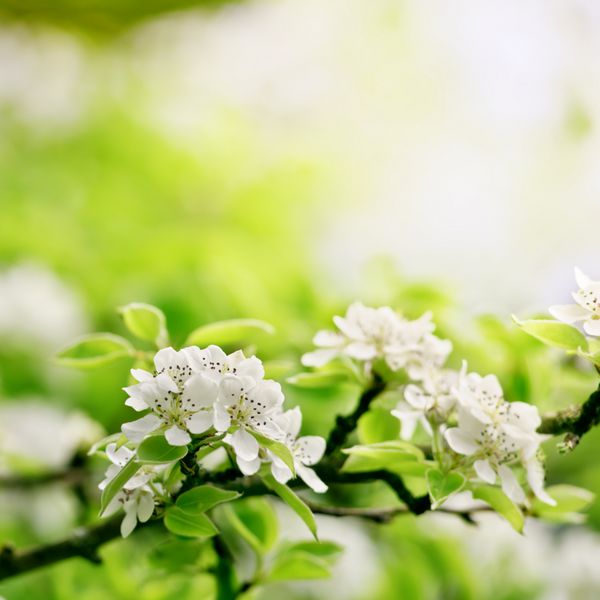 درخت شکوفه بهار از نمای نزدیک
