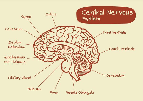 سیستم عصبی مرکزی