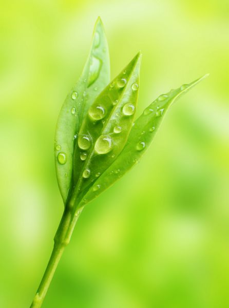 درخت چای Thea sinensis از برگ ها در طب جایگزین و سایر سیستم های پزشکی برای درمان آسم آنژین صدری بیماری عروق محیطی و بیماری عروق کرونر استفاده شده است