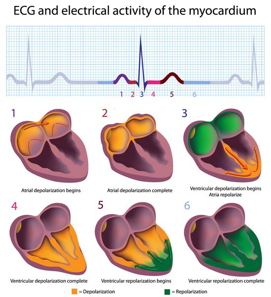 ارتباط بین ECG و فعالیت الکتریکی قلب