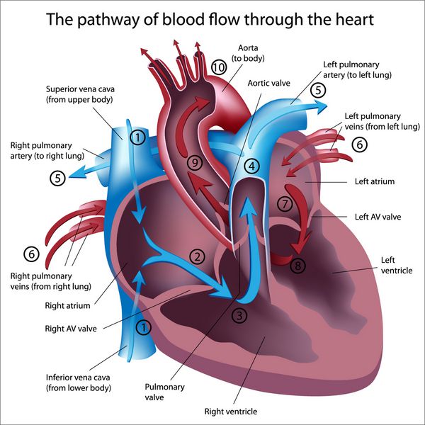مسیر جریان خون در قلب