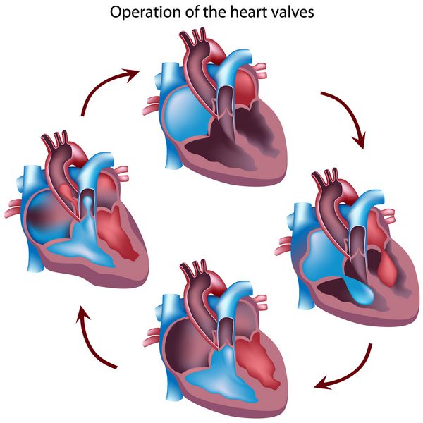 چرخه عملکرد دریچه های قلب