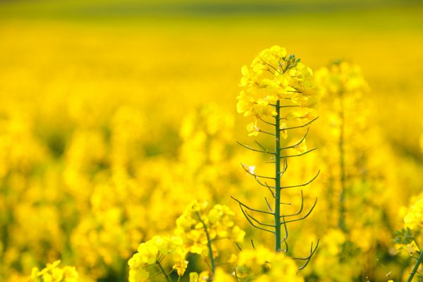 روی یک گل کلزا در مزرعه ای پر از محصول زرد بهاری تمرکز کنید