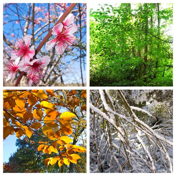 چهار فصل تصویری که چهار تصویر مختلف را نشان می دهد که چهار فصل بهار تابستان پاییز و زمستان را نشان می دهد