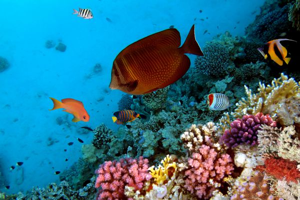 عکس کلونی مرجانی دریای سرخ مصر