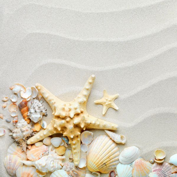 ساحل با ستاره های دریایی و صدف های دریایی