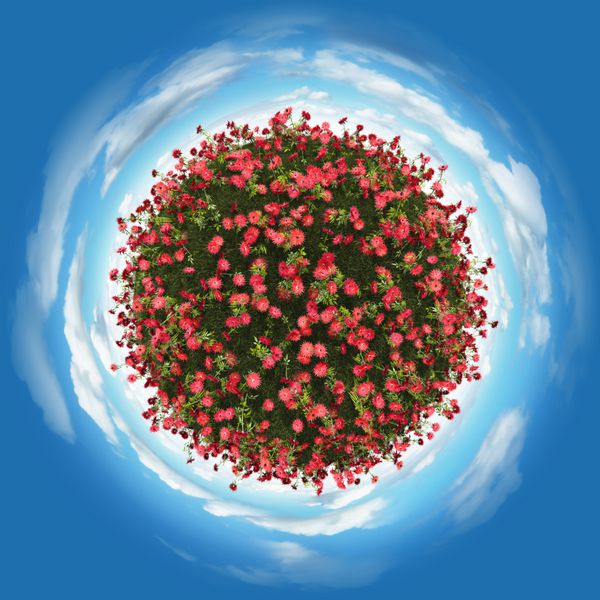 سیاره مینیاتوری از گل های قرمز کوچک و جو با ابرها