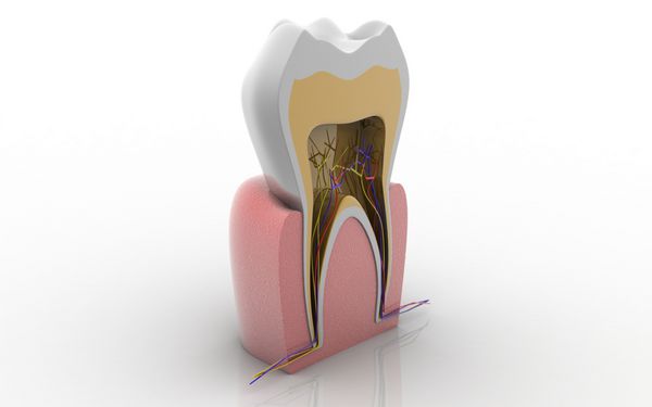 مقطع سه بعدی دندان جدا شده در زمینه سفید