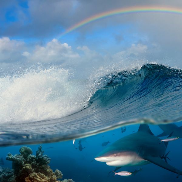 تصویر غوطه‌ور از منظره دریا با موج خشن اقیانوس و رنگین کمان بالای آن و قسمت زیر آب با صخره‌های مرجانی و کوسه گاو درنده خطرناک