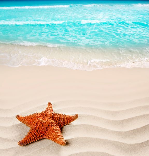 ستاره دریایی کارائیب بر فراز ساحل شنی سفید مواج مانند نماد تعطیلات تابستانی تصویر عکس