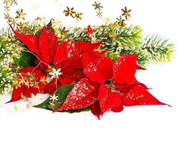 پوینستیا قرمز گل کریسمس با تزئین طلایی مفهوم کارت