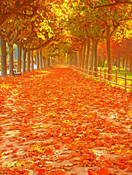 مسیری با برگ های زیبا در پاییز اسپانیا
