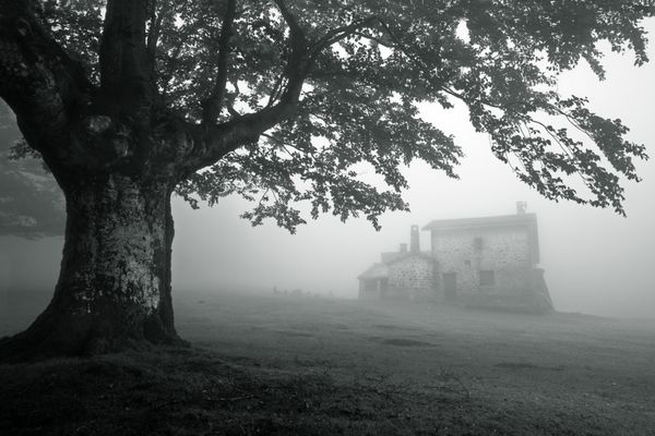 خانه مرموز در جنگل مه آلود در نزدیکی یک درخت