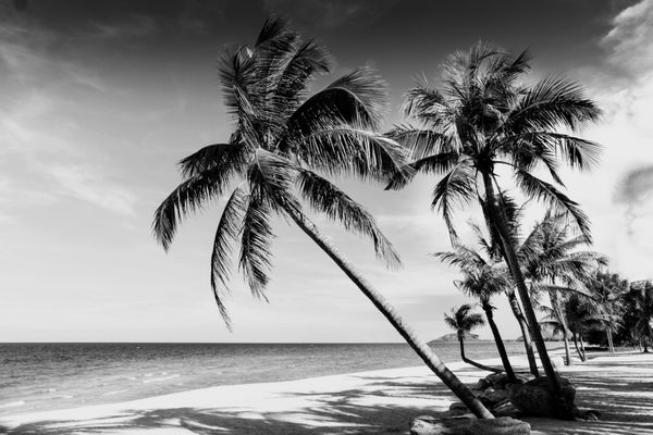 تصویر سیاه و سفید از ساحل استوایی تایلند
