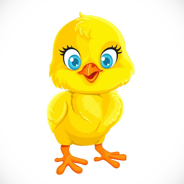 کارتونی زرد ناز بچه مرغ جدا شده در پس زمینه سفید