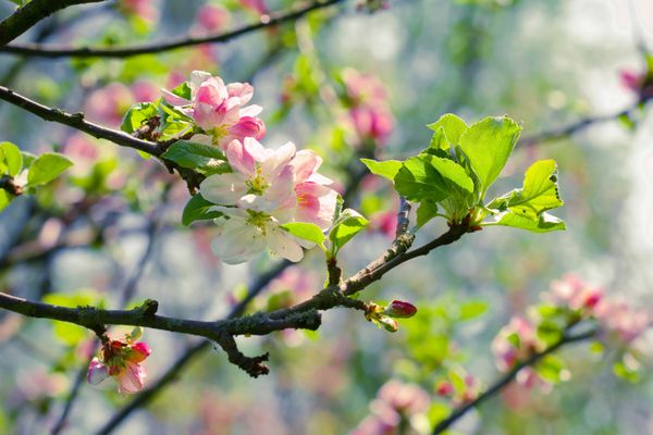 شکوفه بهاری شاخه ای از درخت سیب شکوفا در پس زمینه باغ