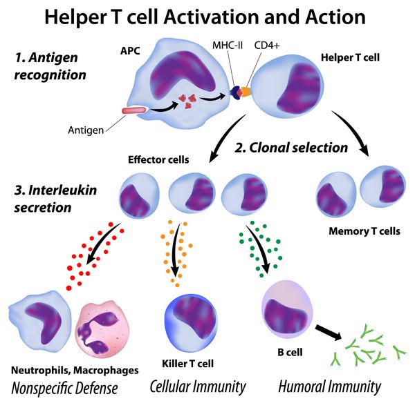 اصول سیستم ایمنی عملکرد سلول های T-helper