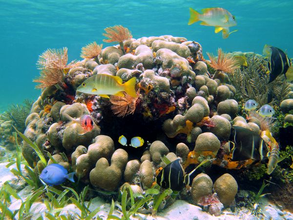 صخره مرجانی با ماهی‌های رنگارنگ استوایی و کرم‌های دریایی کارائیب کاستاریکا