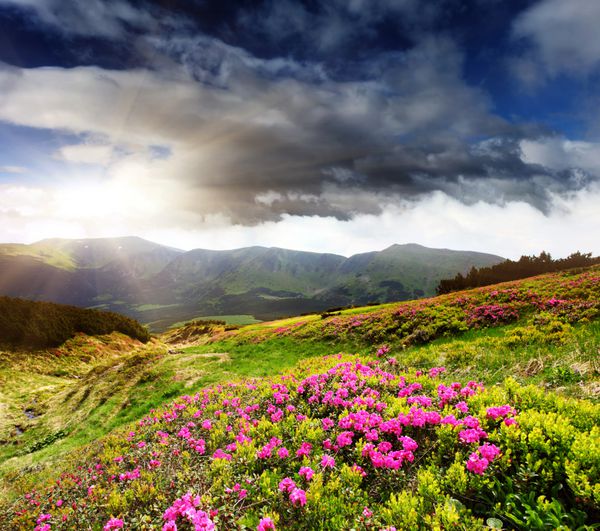 گل های رودودندرون صورتی جادویی در کوه تابستانی