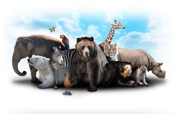 گروهی از حیوانات در یک پس زمینه سفید در کنار هم قرار گرفته اند حیوانات از فیل گورخر خرس و کرگدن متفاوت هستند از آن برای مفهوم باغ وحش یا دوستان استفاده کنید