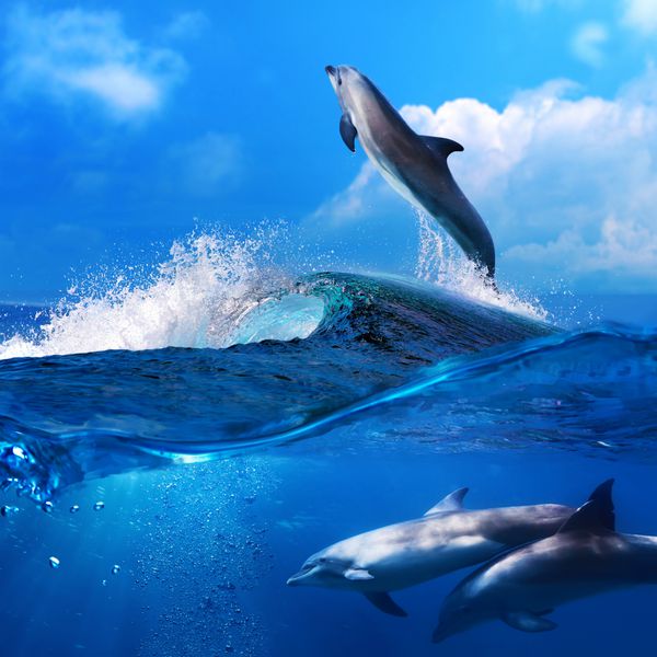 دسته ای از دلفین های بازیگوش که در زیر آب شنا می کنند و یکی در حال پریدن از موج بزرگ موج سواری در دریا