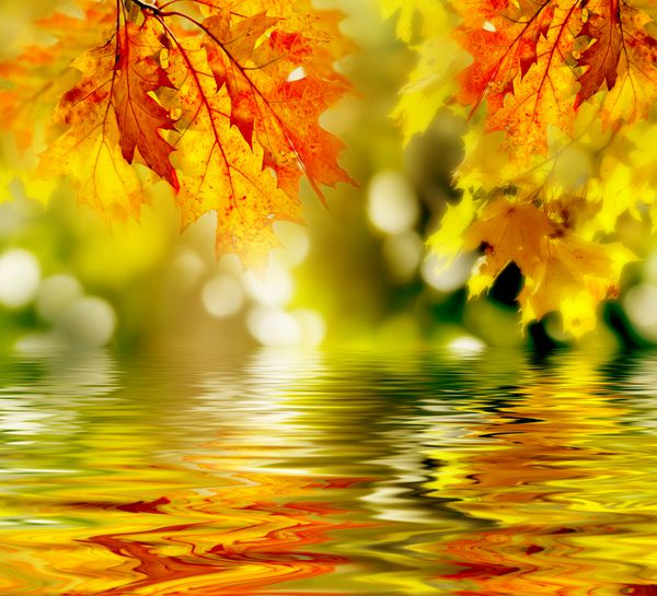 برگ های رنگارنگ پاییزی که در آب منعکس می شوند