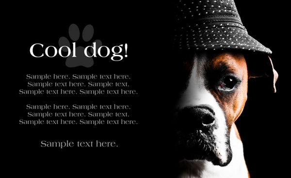 سگ باکسر که کلاهی بر سر دارد و فضای متنی در سمت چپ دارد