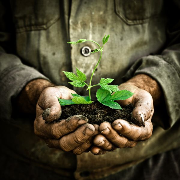 دست های پیرمردی که یک گیاه جوان سبز را در دست گرفته است نماد بهار و مفهوم اکولوژی