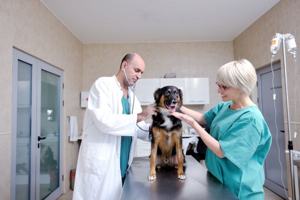 پرتره یک دامپزشک و دستیار در یک کلینیک حیوانات کوچک در محل کار