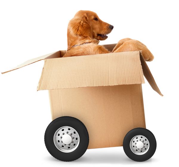 سگ در ماشین ساخته شده از جعبه مقوایی - مفاهیم حمل و نقل سریع