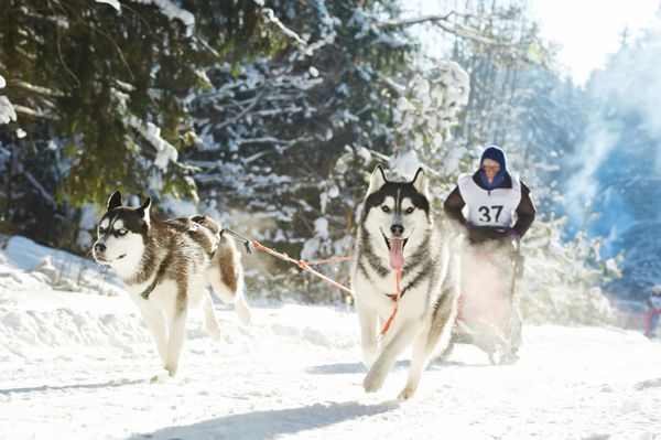مسابقه سگ سورتمه؟ راننده تیم موشر و هاسکی سیبری در مسابقه زمستانی برفی در جنگل