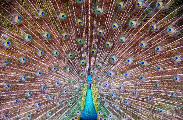 پرتره ی نزدیک از طاووس زیبا