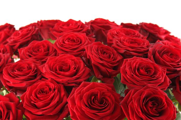 نمای نزدیک از یک دسته گل زیبا از رز قرمز جدا شده در زمینه سفید