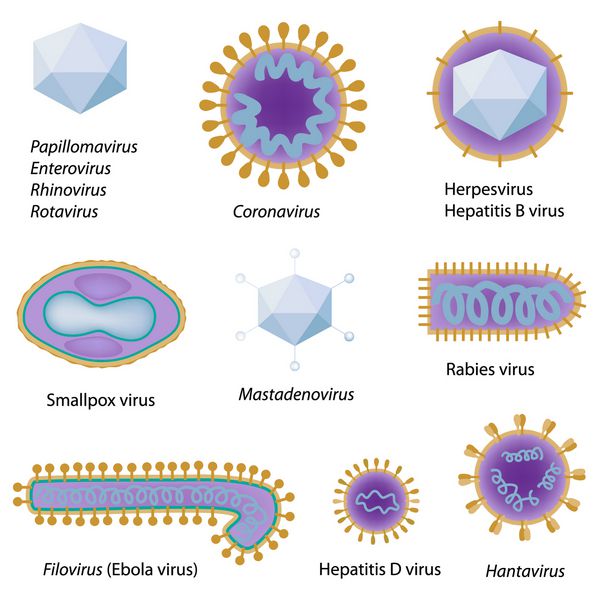 مورفولوژی ویروس های رایجی که انسان را آلوده می کنند