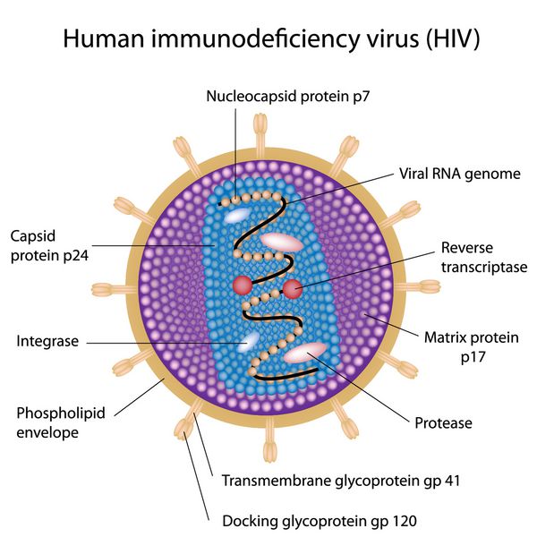 ساختار HIV
