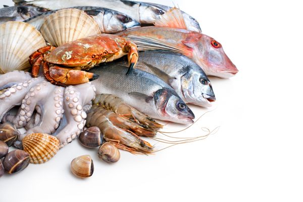 صید تازه ماهی و سایر غذاهای دریایی
