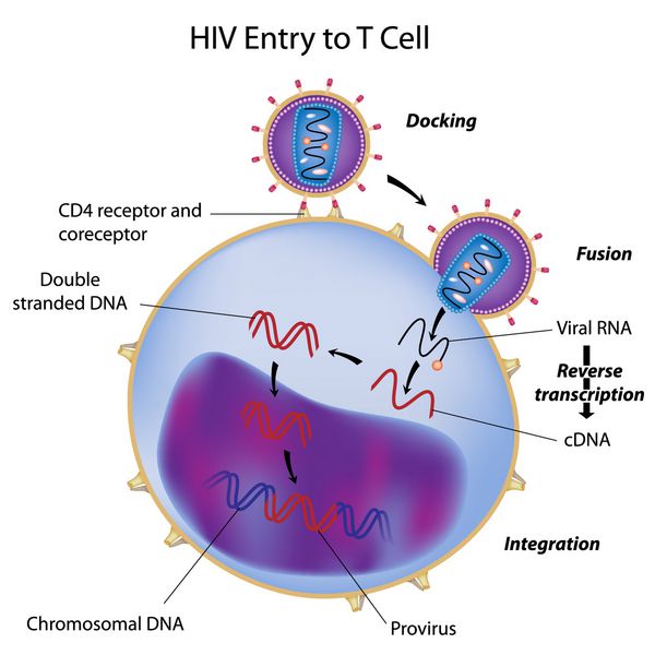 ورود HIV به سلول T