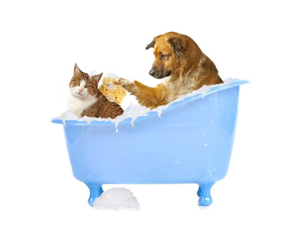 لیس گربه سگ و گربه در وان حمام